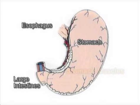 stomach growling in class