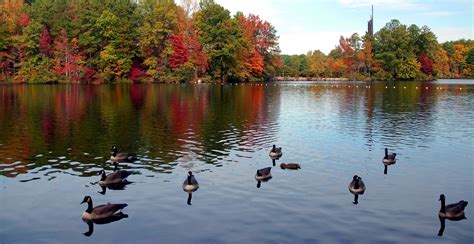 Ducks On The Lake Free Stock Photo - Public Domain Pictures