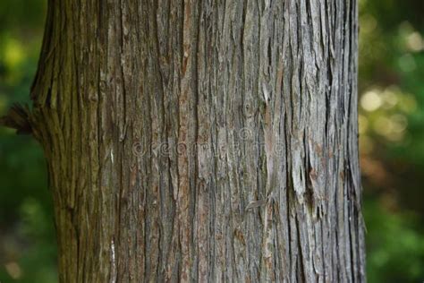 Japanese Cedar Tree Trunk and Bark Stock Image - Image of mountains ...