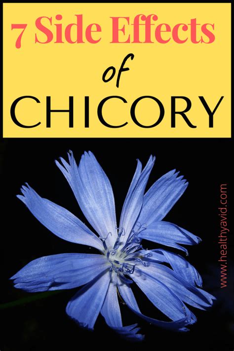 10 Side Effects of Chicory: The Surprising Facts You Need