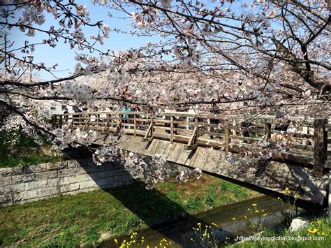 A Global Life: Nagoya : Cherry Blossoms near Yamazaki River