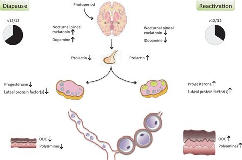 Embryonic Diapause: Advances in Understanding the Enigma of Seasonal Delayed Implantation ...