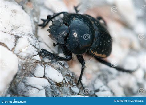 Coprophagous beetle stock image. Image of black, close - 23823875