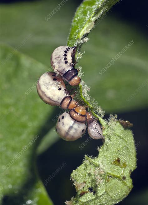 Colorado Potato Beetle Larvae - Stock Image - C027/3011 - Science Photo Library