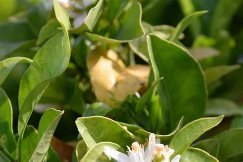 Chameleon Plant? Meet Boquila Trifoliolata, The Master of Plant Mimicry