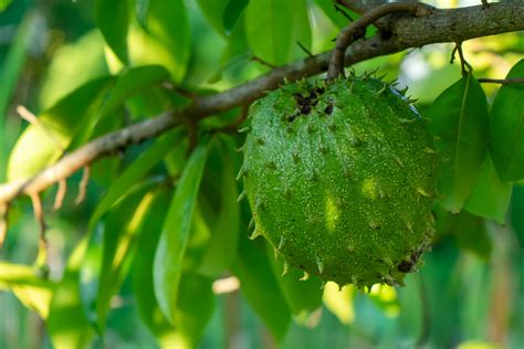 Soursop Leaves (Annona muricata L.) Endophytic Fungi Anticancer Activity against HeLa Cells - IBC