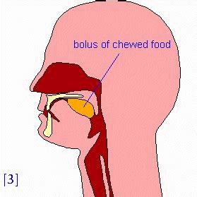 Health: Digestion