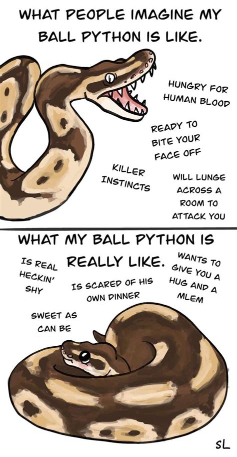 Ball Python Anatomy