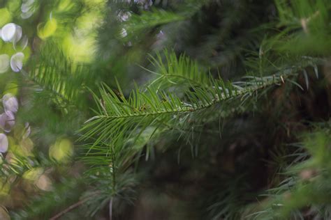 Free Images : tree, forest, branch, leaf, flower, green, jungle, botany, fir, flora, conifer ...