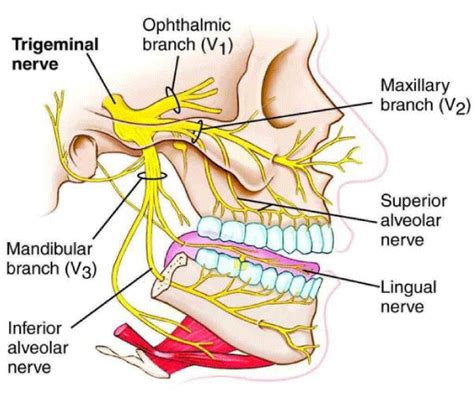 Mandibular Nerve Diagram