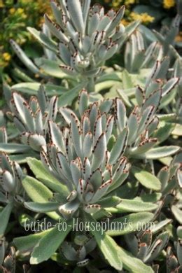 Panda Plant - How to Care for Kalanchoe tomentosa