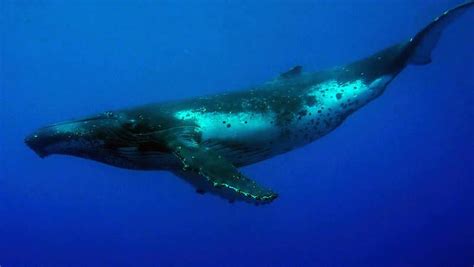 Humpback Whale Season in Cook Islands (KSLOF) -Living Oceans Foundation