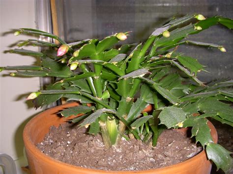 Life, by Merry and Dave: The Christmas Cactus Blooms Again!