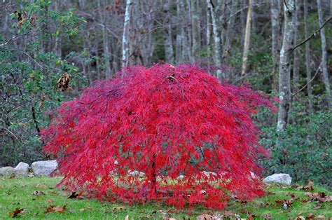 10pcs Rare Dwarf Weeping Japanese Maple Tree Plant Garden