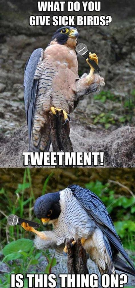 Funny Bird Puns and Memes