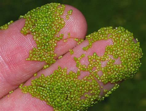 World's Smallest Flowering Plant