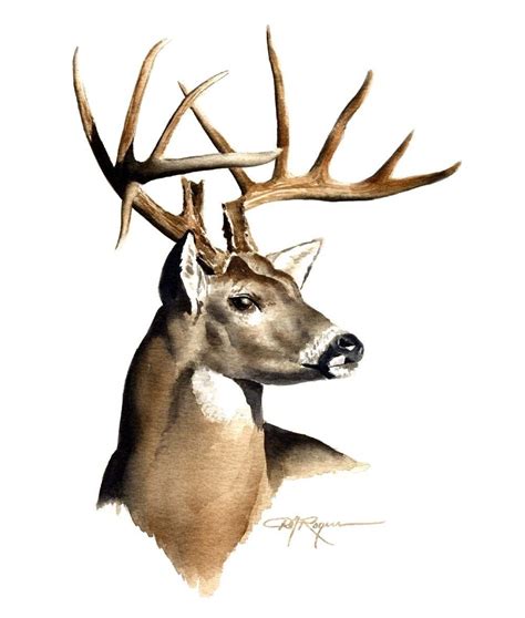 Whitetail Buck Drawing | Free download on ClipArtMag