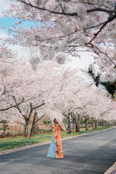 10 Secret Places for Cherry Blossoms in Washington DC 2024