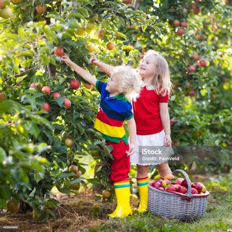 Kids Picking Apples In Fruit Garden Stock Photo - Download Image Now ...