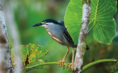 Birding in the Amazon | Sacha Lodge