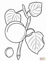 Apricot Branch And Seed coloring Page  Free Printable Coloring Pages sketch template