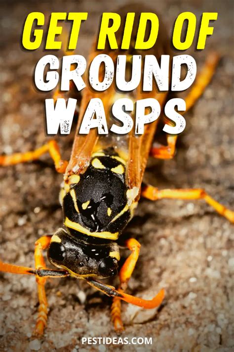 How to get rid of Ground Digger Wasps (Cicada Killer Wasp) - Pest Ideas