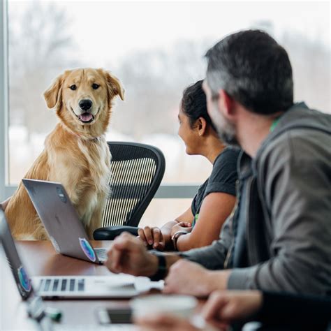 5 Benefits of Pets in the Workplace – Neater Pets