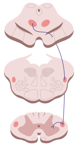 Rubrospinal Tract - Physiopedia