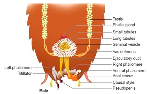 Cockroach: Reproductive System - W3schools