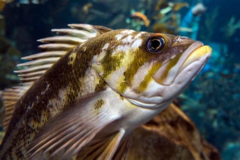 Quillback Rockfish Stock Photo - Download Image Now - Animal, Animal Body Part, Animal Eye - iStock