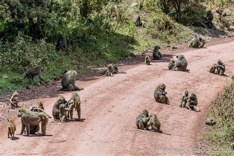 Arusha National Park - HawkeBackpacking.com