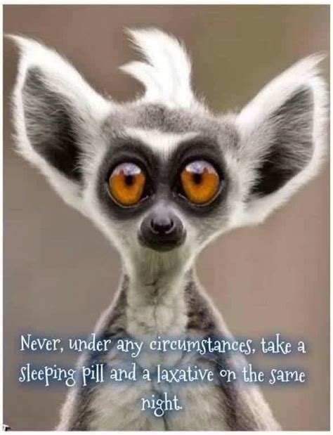 That classic lemur meme : r/terriblefacebookmemes