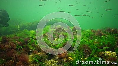 Photosynthesis in the Sea, a Diver Touches Oxygen Bubbles Synthesized ...