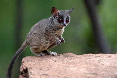 Bushbabies – The Southern Lesser Galago | Nocturnal animals, Pet market, Animals