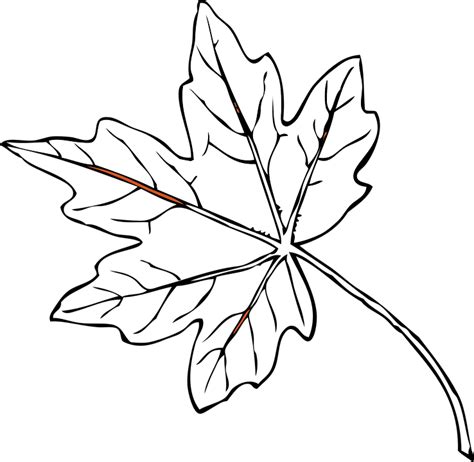 Free vector graphic: Leaf, Maple, Single, Veins, Nerves - Free Image on Pixabay - 305412