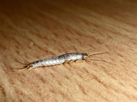 What Do Silverfish Bites Look Like? - Pest Control Zone