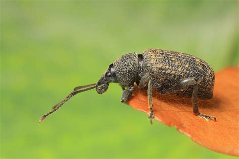 Vine Weevil – wildlifemacro