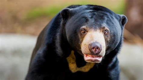 Our Animals - Sydney | Taronga Conservation Society Australia