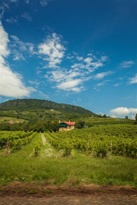 Green Hillside and Grape Vines. Stock Photo - Image of vines, hungary: 42922822