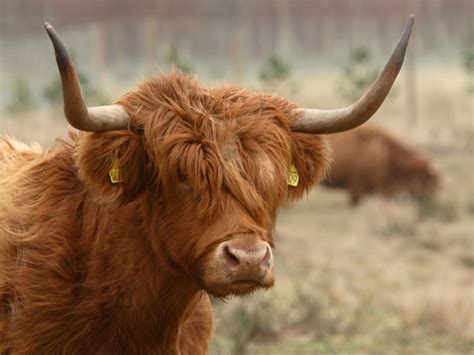 Highland Cattle | The Life of Animals