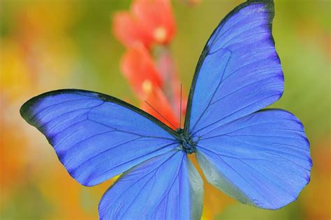 Butterfly wings inspire air-purification improvements – Harvard Gazette