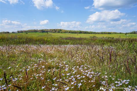 Big Meadows, A Walk in Shenandoah NP - Travel. Experience. Live.