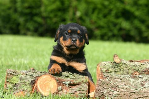 Angry Rottweiler Wallpaper Hd