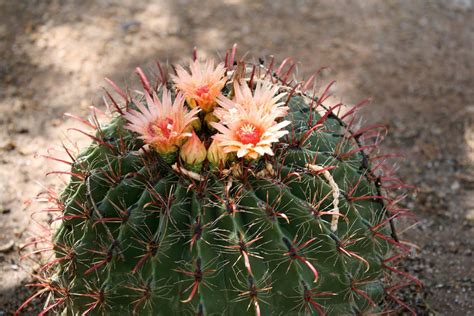 When Does a Barrel Cactus Bloom? - Dummer. ゛☀ - Garden Manage - GFinger ...