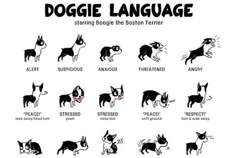 Canine body language: A lesson in understanding your Labrador