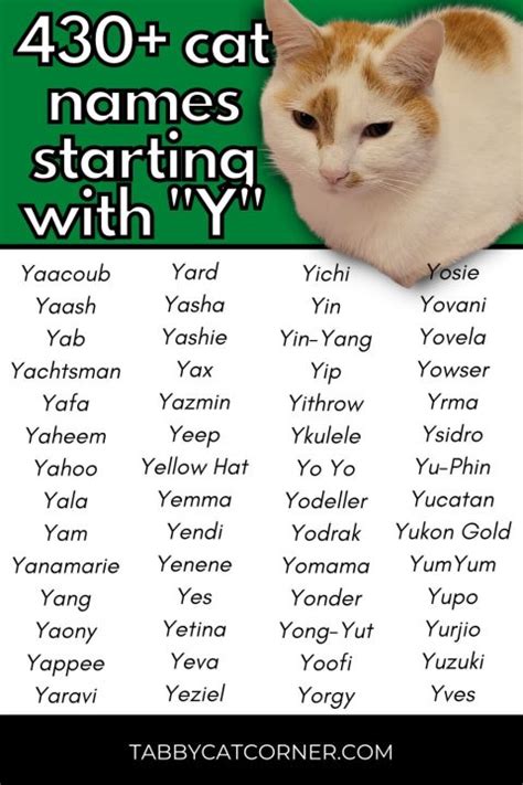 430 Best Cat Names Starting With Y in 2023 - Tabbycatcorner