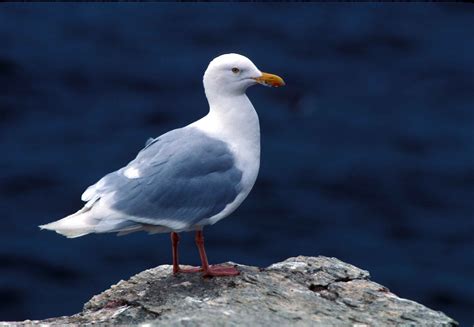 Free picture: glaucous, gull, bird, larus hyperboreus