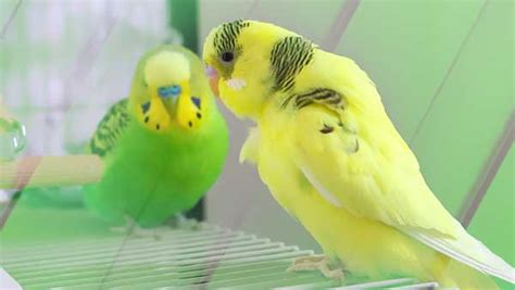 Why do Budgie scream? [Alen AxP Budgie Community]