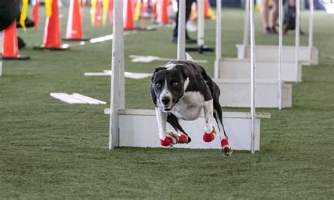 Flyball! The Best Kept Secret in Dog Training — BAY WOOF