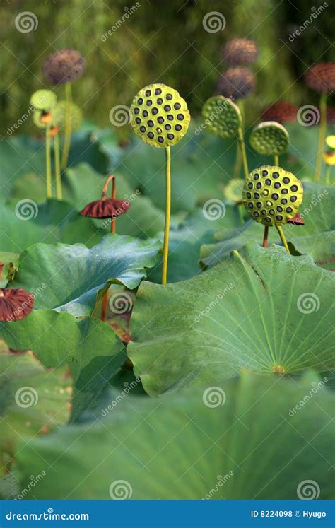 Fruit of lotus stock photo. Image of background, beauty - 8224098